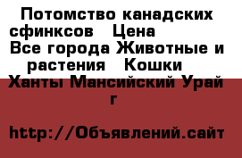 Потомство канадских сфинксов › Цена ­ 15 000 - Все города Животные и растения » Кошки   . Ханты-Мансийский,Урай г.